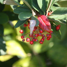 画像をギャラリービューアに読み込む, 【販売期間:12/24まで】ハイシタン(カマツカ コケモモ) 苔玉仕立て