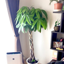 画像をギャラリービューアに読み込む, パキラ ねじり 7号 室内におすすめ 観葉植物