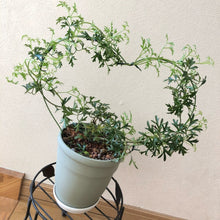 画像をギャラリービューアに読み込む, 【販売期間:3月26日まで】クレマチス カートマニー・ジョー 花苗 3ポットセット