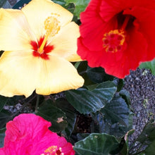 画像をギャラリービューアに読み込む, 【予約商品:6/7発送】日替わりハイビスカス(3色植えスタンダード仕立て) 6号