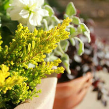 画像をギャラリービューアに読み込む, 【予約商品:10/14発送】カルーナ・ブルガリス(ガーデンガールズ) 3ポットセット