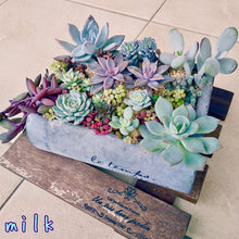 画像をギャラリービューアに読み込む, コチレドン・フクダルマ〈3ポットセット〉