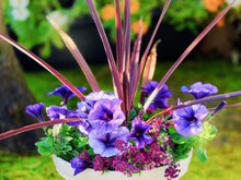 画像をギャラリービューアに読み込む, コルジリネ・レッドスター 6号