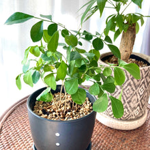 画像をギャラリービューアに読み込む, シルクジャスミン(月橘・ゲッキツ) 6号 鉢カバー「Re:af®」セット