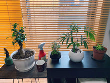 画像をギャラリービューアに読み込む, ガジュマル 4号 室内におすすめ 観葉植物