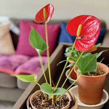 画像をギャラリービューアに読み込む, アンスリウム 浅鉢3株植え11号 1鉢 色おまかせ