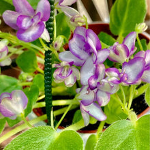 画像をギャラリービューアに読み込む, ミニセントポーリア 吊鉢 3鉢セット