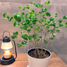 画像をギャラリービューアに読み込む, フィカス・ベンジャミン バロック 3.5号