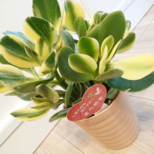 画像をギャラリービューアに読み込む, 【予約商品:12/5発送】金のなる木・キラメキ(花月/カゲツ) 斑入り 5号