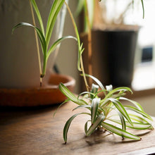 画像をギャラリービューアに読み込む, オリヅルラン・K'sマジック 4号