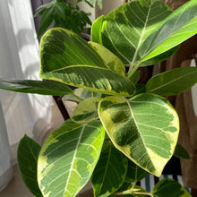 画像をギャラリービューアに読み込む, 【一点物】フィカス・アルテシーマ 8号 沖縄観葉 高さ 約130cm No.123