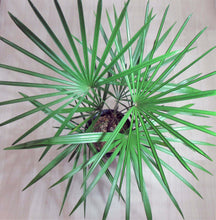 画像をギャラリービューアに読み込む, 雲南姫 シュロチク・みどり姫 7号