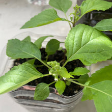 画像をギャラリービューアに読み込む, 【料理に摘んで食べられる】 おうち和香草の苗セット(小ねぎ、青しそ、赤しそ)