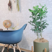 画像をギャラリービューアに読み込む, シルクジャスミン (月橘・ゲッキツ) 6号 リビング インテリア ギフトにおすすめ