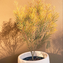 画像をギャラリービューアに読み込む, 【予約商品:10/14発送】アカシア・フェニックスゴールド 5号 1鉢