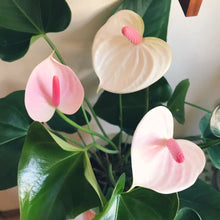 画像をギャラリービューアに読み込む, アンスリウム 深鉢3株植え 10号 1鉢 色おまかせ