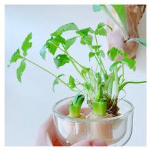 画像をギャラリービューアに読み込む, 【料理に摘んで食べられる】 おうち和香草の苗セット(小ねぎ、青しそ、赤しそ)