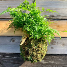 画像をギャラリービューアに読み込む, 【予約商品:9/30発送】トキワシノブ 苔玉 スタンド付き 1鉢