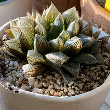 画像をギャラリービューアに読み込む, ハオルチア・ミラーボール