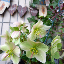 画像をギャラリービューアに読み込む, 【予約商品:11/24発送】クリスマスローズ・ウィンターベル 5号 1鉢