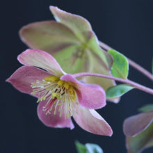 画像をギャラリービューアに読み込む, 【予約商品:12/10発送】クリスマスローズ・氷の薔薇 3鉢セット