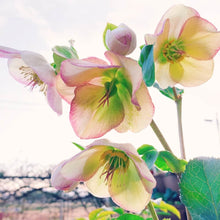 画像をギャラリービューアに読み込む, 【予約商品:12/10発送】クリスマスローズ・氷の薔薇 3鉢セット