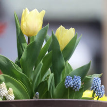 画像をギャラリービューアに読み込む, 【予約商品:1/16以降発送】チューリップ芽出し苗 3.5号 5ポットセット【日本一の産地 富山産】