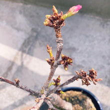 画像をギャラリービューアに読み込む, 苔玉さくら(旭山桜) ※予約商品