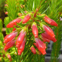 画像をギャラリービューアに読み込む, 【予約商品:4/8発送】エリカ・マザーヒース 1鉢