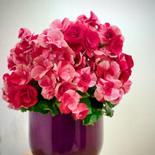 画像をギャラリービューアに読み込む, ベゴニア・エラチオール・ストロベリーフィールズ 1鉢