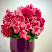 画像をギャラリービューアに読み込む, ベゴニア・ストロベリーフィールズ 5号