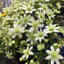 画像をギャラリービューアに読み込む, クレマチス・フレグランスオベロン 4号 1鉢