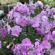画像をギャラリービューアに読み込む, 【予約商品:3/4発送】シバザクラ・フロックストロット(芝桜) 花苗 4ポットセット
