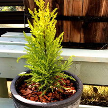 画像をギャラリービューアに読み込む, コニファー・ゴールドクレスト 7号 1鉢