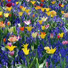 画像をギャラリービューアに読み込む, 【11/25発送】チューリップ &ムスカリ ミックスカラー 球根 1kg