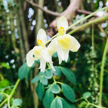 画像をギャラリービューアに読み込む, 【予約商品:7/5発送】モリンガ(ワサビノキ) 3号 3ポットセット スーパーフード ※TVでも紹介されました!