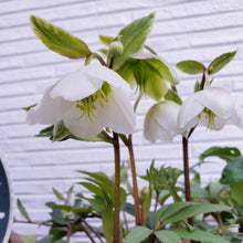 画像をギャラリービューアに読み込む, 【予約商品:11/24発送】クリスマスローズ・ウィンターベル 5号 1鉢