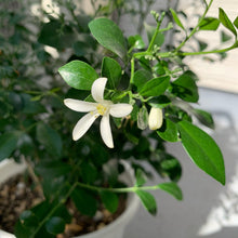 画像をギャラリービューアに読み込む, シルクジャスミン(月橘・ゲッキツ) 6号 鉢カバー「Re:af®」セット