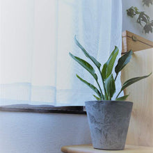 画像をギャラリービューアに読み込む, 【室内におすすめ 観葉植物】ストレリチア・レギネ 5号