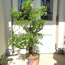 画像をギャラリービューアに読み込む, ホンコンカポック(シェフレラ) 7号 鉢カバー「Re:af®」セット