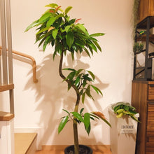 画像をギャラリービューアに読み込む, ※訳あり※【一点物】フィカス・アムステルダムキング 10号 高さ 約165cm No.103 沖縄観葉