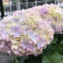 画像をギャラリービューアに読み込む, 【販売期間:5/7まで】ハイドランジア サーファー シーサイドピンク 1鉢