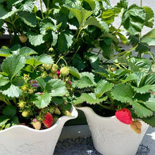 画像をギャラリービューアに読み込む, 【予約商品:1/19発送】イチゴ苗 実付き 5号