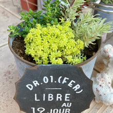 画像をギャラリービューアに読み込む, ベンケイソウ 3種(セダム・万年草、リトルミッシー) 3ポットセット