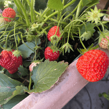 画像をギャラリービューアに読み込む, 【予約商品:10/17発送】イチゴ苗 5品種セット (ポット苗)