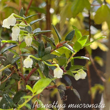 画像をギャラリービューアに読み込む, 【予約商品:10/29以降発送】ハッピーベリー・デコベリー(真珠の木/ペルネッティア) 3ポットセット