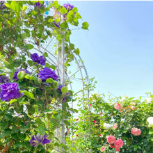 画像をギャラリービューアに読み込む, 【予約商品:4/26発送】クレマチス・キリテカナワ 6号 1鉢