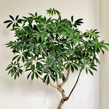 画像をギャラリービューアに読み込む, 【一点物】カポック(シェフレラ) 7号 沖縄の観葉植物 高さ約80~90cm No.84