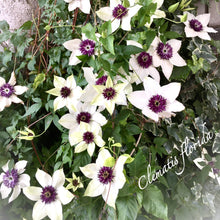 画像をギャラリービューアに読み込む, 【予約商品:4/22発送】クレマチス・フロリダ 1鉢