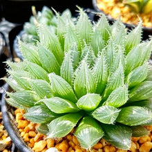 画像をギャラリービューアに読み込む, ハオルチア・ブラックベルディアナJDV94-60 2.5号